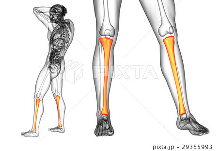 3d rendering medical illustration of tibia bone 29355993