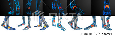 3d rendering medical illustration of midfoot bone 29356294