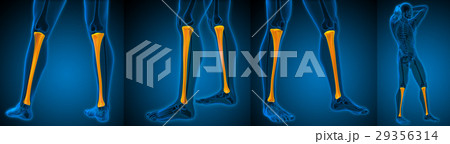 3d rendering medical illustration of the tibia 29356314