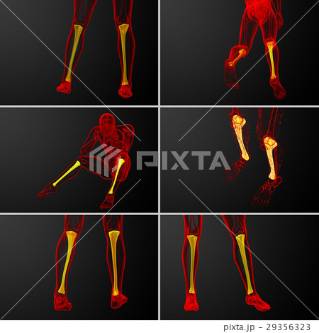 3d rendering medical illustration of  tibia bone 29356323