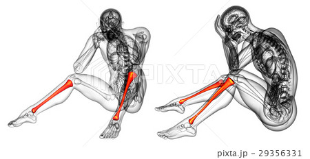 3d rendering medical illustration of the tibia 29356331