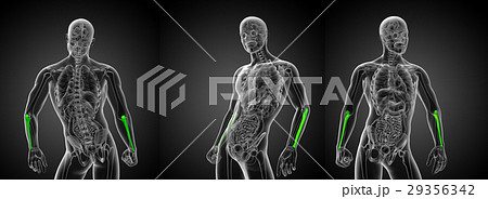 3d rendering medical illustration of the ulna bone 29356342