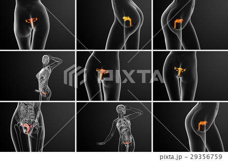3d rendering medical of the Reproductive System 29356759