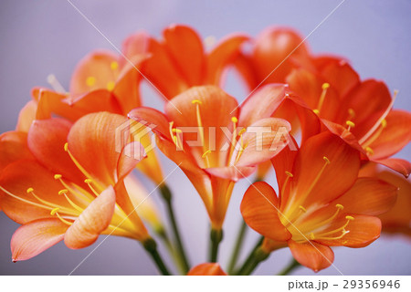 Clivia, closeup of the flowers 29356946