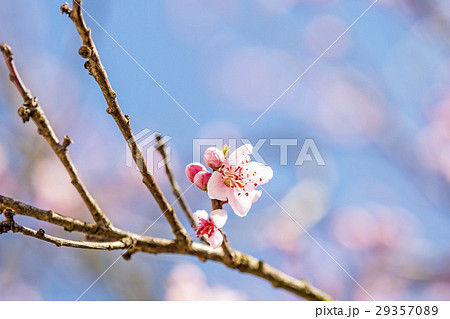 Peach blossom in spring in Germany 29357089