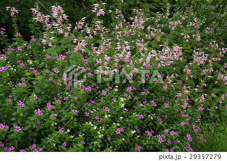 サルビア 29357279