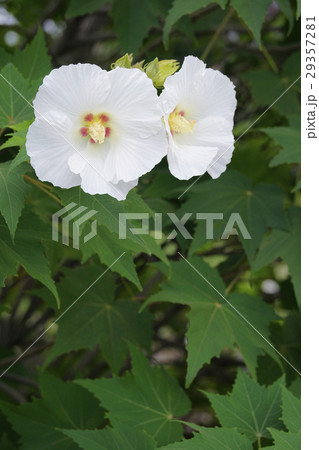 スイフヨウ 29357281