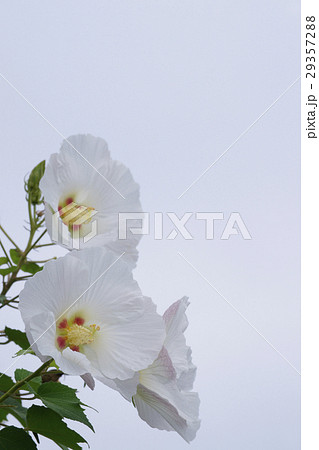 スイフヨウ 29357288