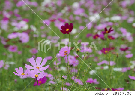 コスモス 29357300
