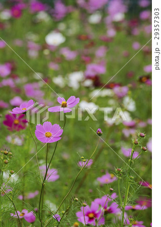 コスモス コスモス 29357303