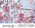 さくら さくら 29357396