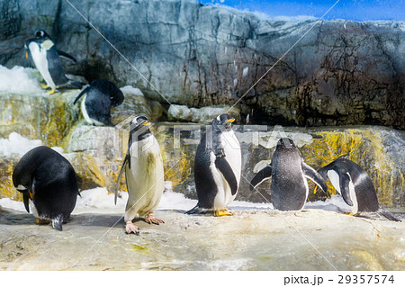 Penguins group standing on rock 29357574