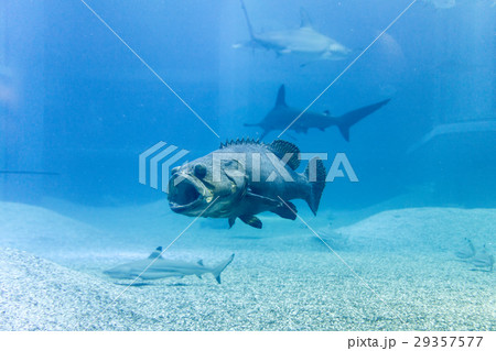 Giant grouper with shark in blue sea 29357577