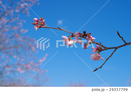 安行寒桜 澄んだ青空と春の日差し a 安行寒桜 澄んだ青空と春の日差し a 29357799