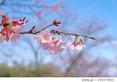 安行寒桜　澄んだ青空と春の日差し　c 29357801