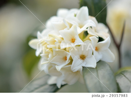 白いジンチョウゲの花 29357983