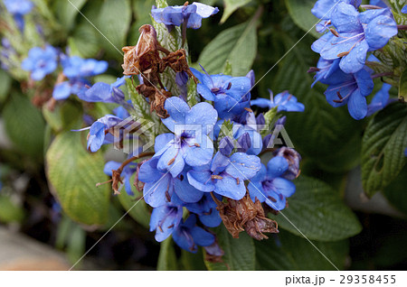 エランテムム・ウォッティ－ 29358455