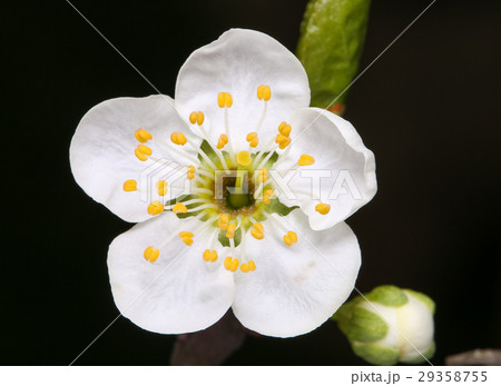 plum tree with sprign blossoms plum tree with sprign blossoms 29358755
