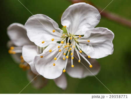 spring white flowers on a tree branch spring white flowers on a tree branch 29358771