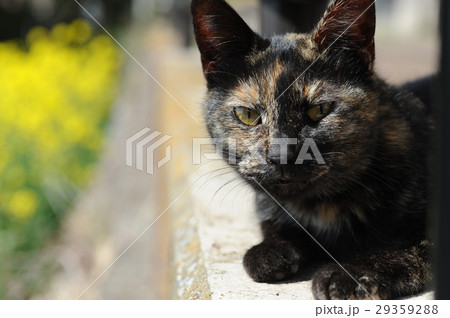 夢見ヶ埼動物公園でのどかに暮らす野良猫 夢見ヶ埼動物公園でのどかに暮らす野良猫 29359288