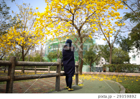 咲いた 満開 開花中 29359892