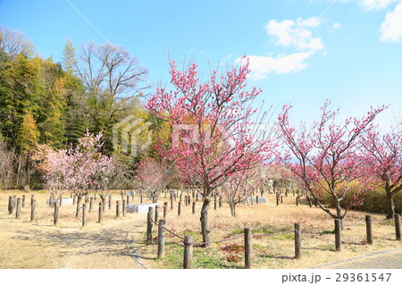 ウメの花 29361547