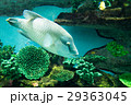 水族館の生き物（ナポレオン） 29363045