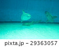 水族館の生き物（マンボウ） 29363057