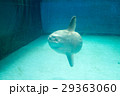 水族館の生き物（マンボウ） 29363060