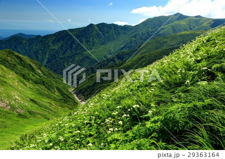 飯豊連峰稜線のお花畑と飯豊本山の眺め 飯豊連峰稜線のお花畑と飯豊本山の眺め 29363164