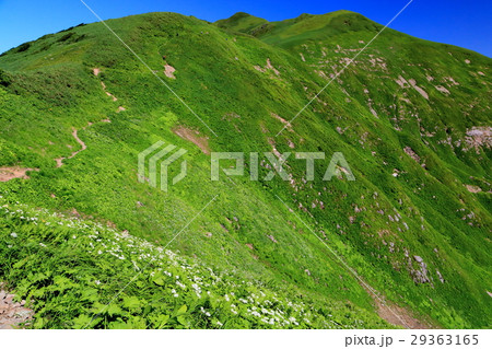 飯豊連峰稜線のお花畑 29363165
