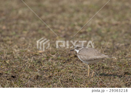 餌を探すコチドリ 29363218