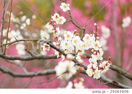 ウメの花 ウメの花 29363606