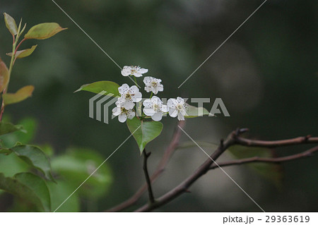 the Japanese ume apricot tree, prunus mume 29363619