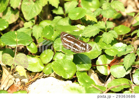 タテハチョウ科 滑る グライド 29363686