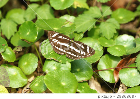 タテハチョウ科 滑る グライド 29363687