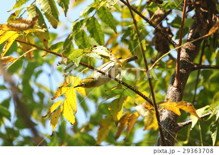 鳥 からし色 昆虫 29363708