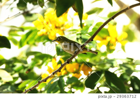 鳥 からし色 昆虫 29363712