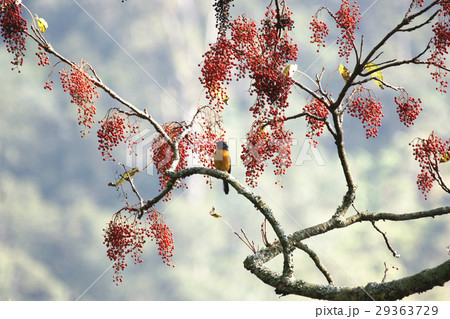 イイギリ 飯桐 いいぎり 29363729