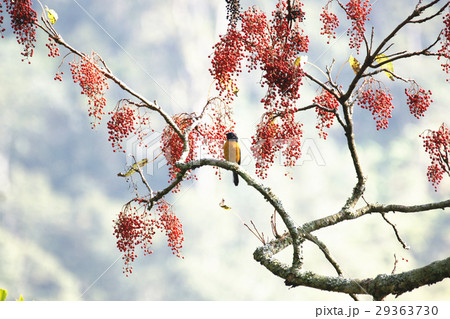 イイギリ 飯桐 いいぎり 29363730