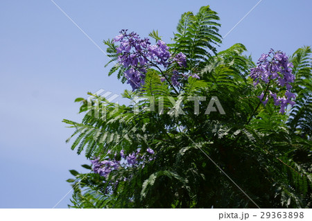 桐擬き キリモドキ 別名ジャカランダ 桐擬き キリモドキ 別名ジャカランダ 29363898