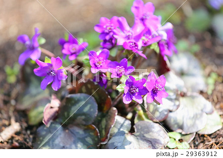 ミスミソウの花 29363912