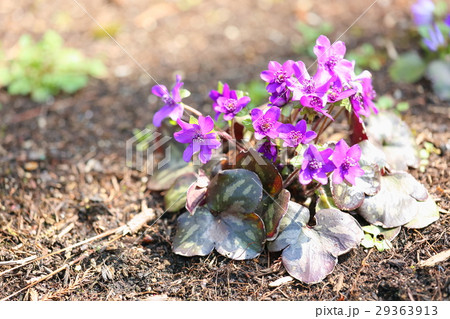 ミスミソウの花 ミスミソウの花 29363913