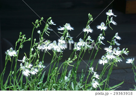 鷺草　サギソウ　花言葉は「発展」 29363918