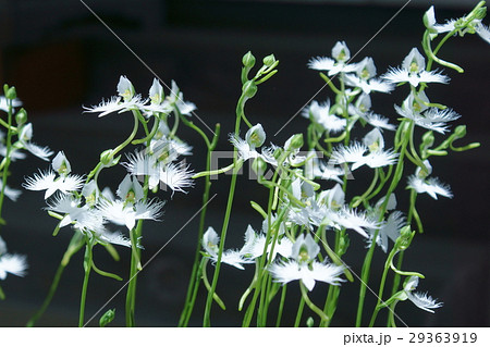 鷺草 サギソウ 花言葉は 発展 の写真素材