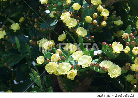 オプンティア 団扇サボテン 花言葉は 暖かい心 の写真素材