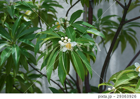 姫椿　ヒメツバキ　花言葉は「ひたむきな愛」 29363926