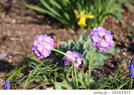 タマザキサクラソウ 29363957