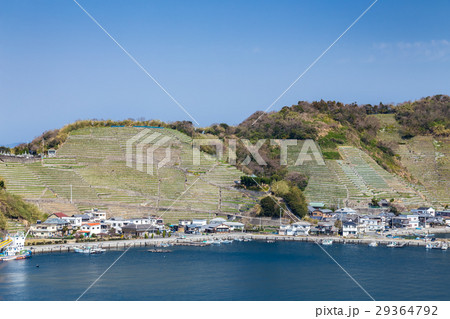 遊子水荷浦の段畑 29364792