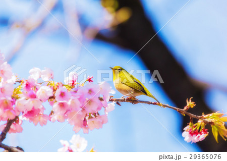 メジロ　大寒桜 29365076